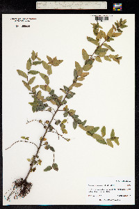 Nothofagus dombeyi image