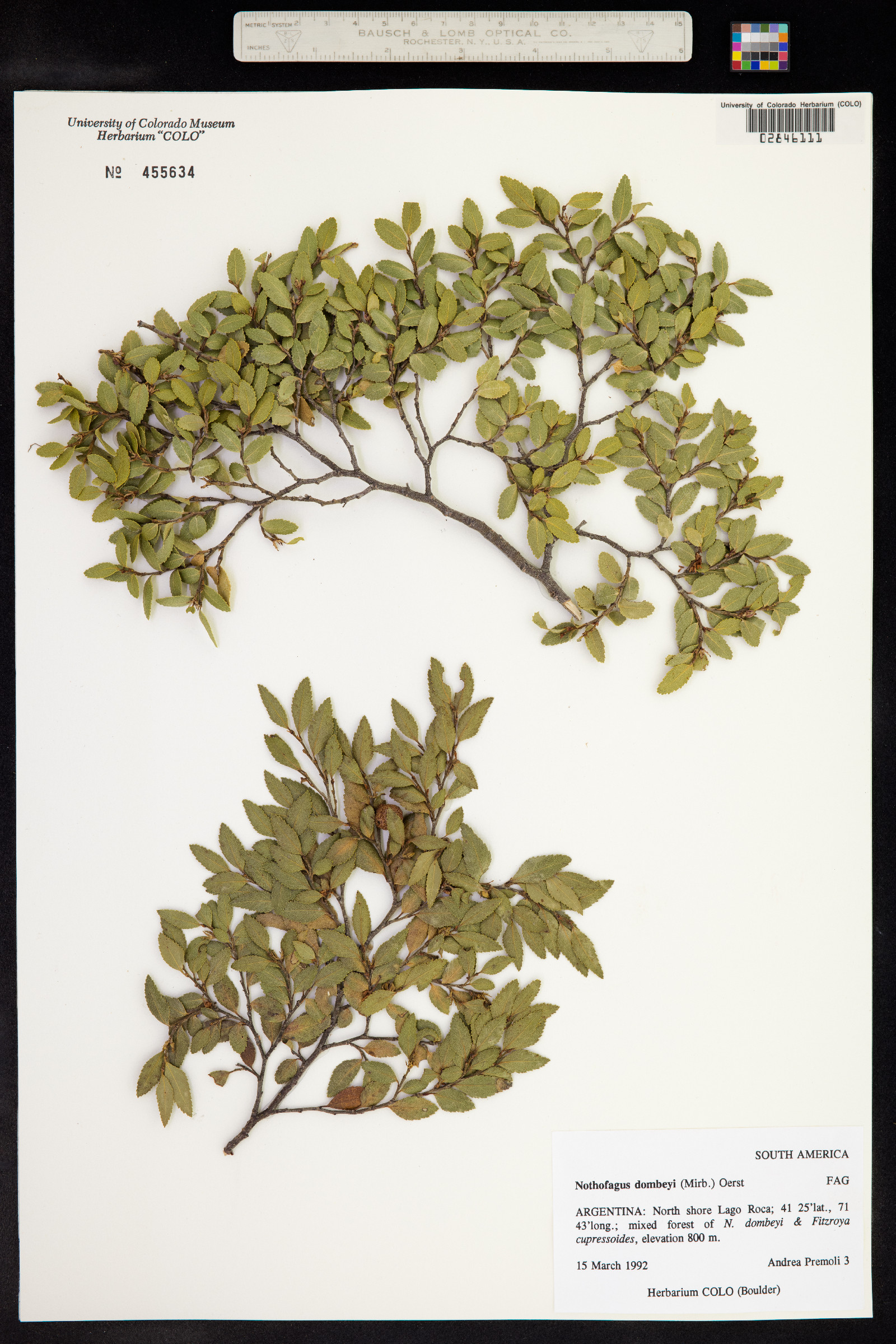 Nothofagus dombeyi image