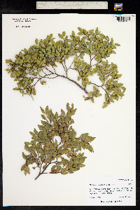 Nothofagus dombeyi image