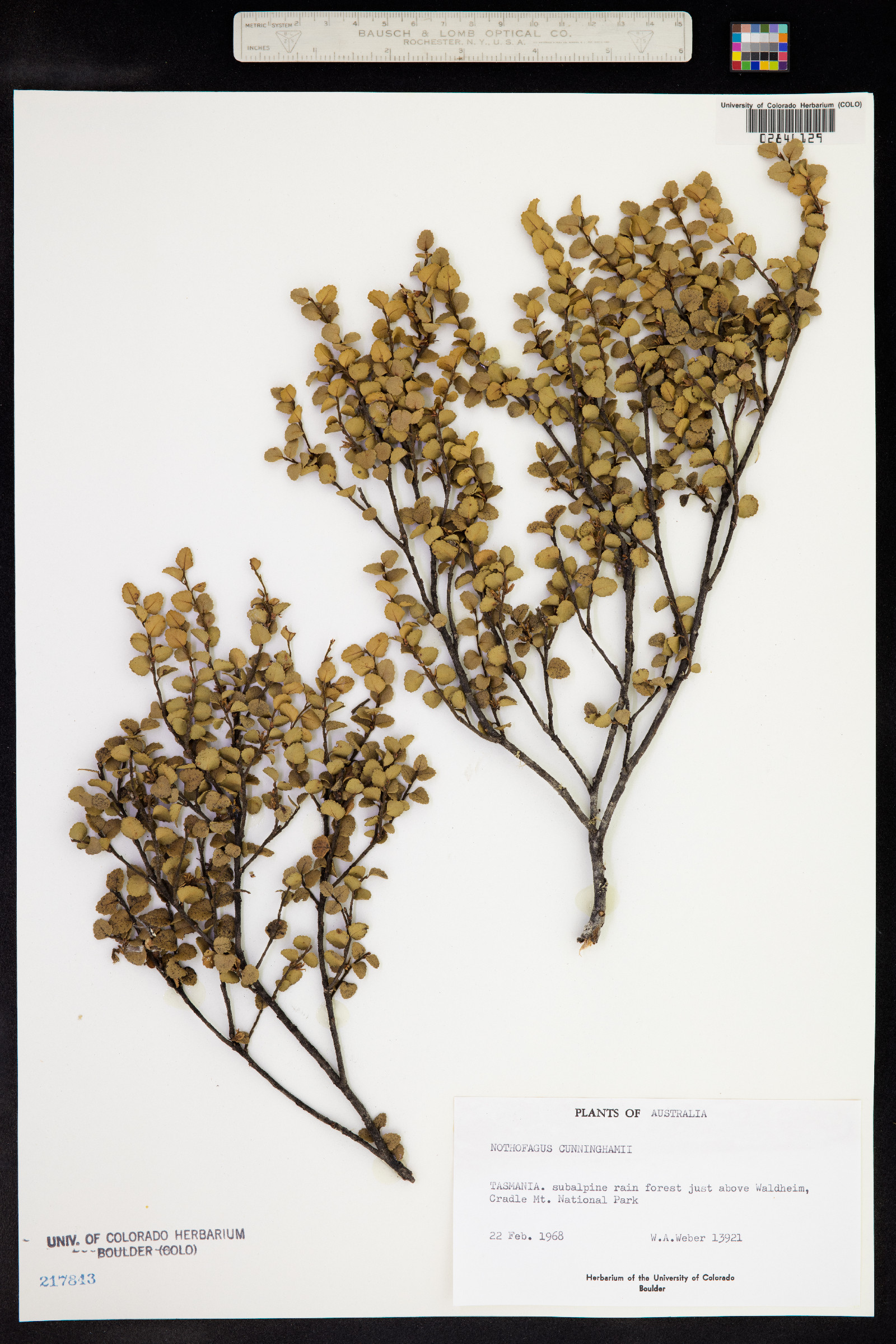 Nothofagus cunninghamii image