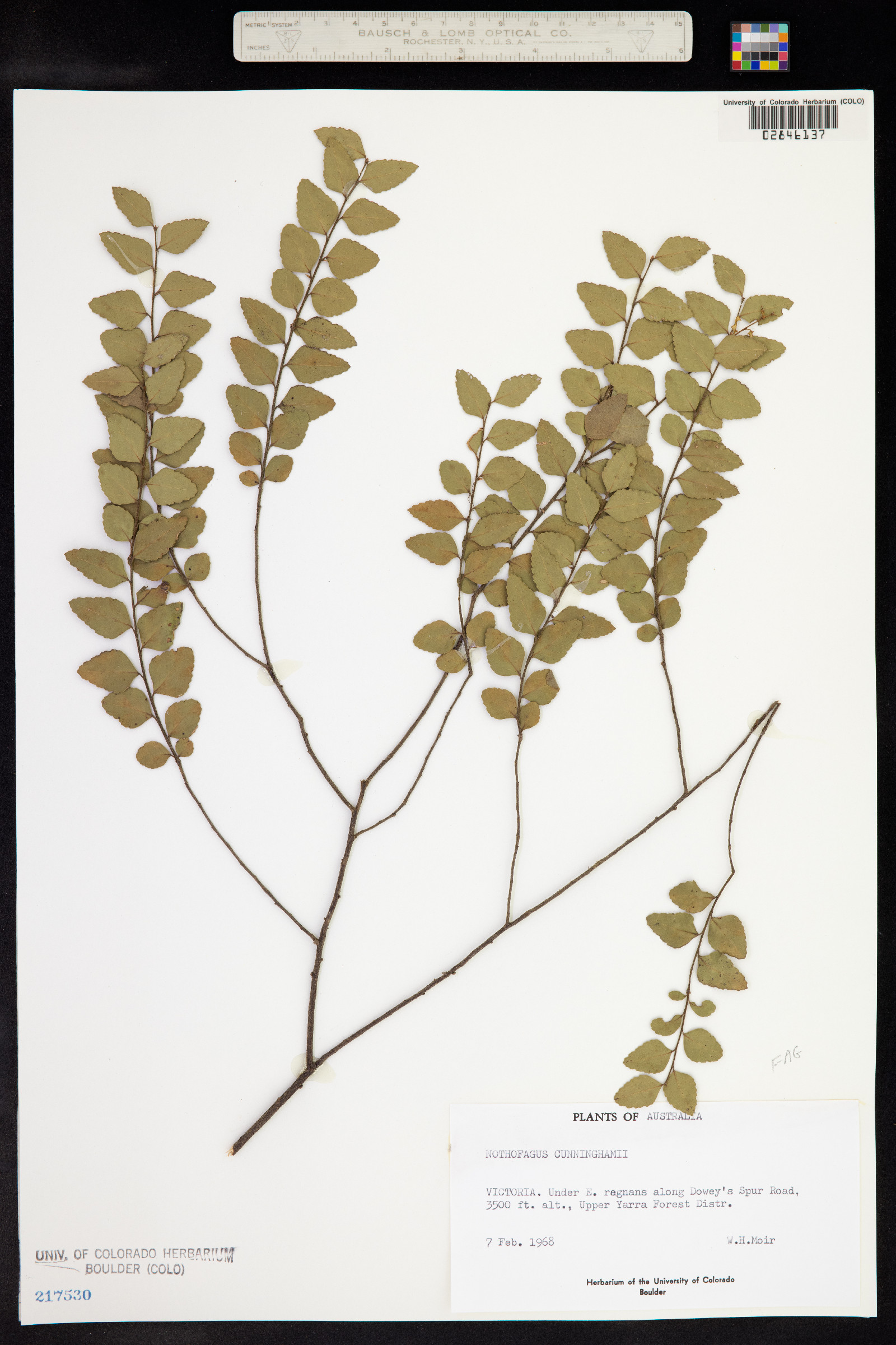 Nothofagus cunninghamii image