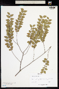 Nothofagus cunninghamii image