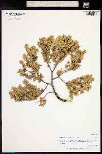 Nothofagus cunninghamii image