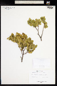 Nothofagus betuloides image