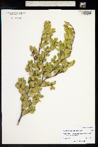 Nothofagus betuloides image