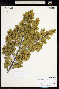 Nothofagus betuloides image