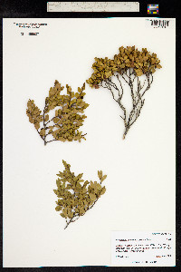 Nothofagus betuloides image