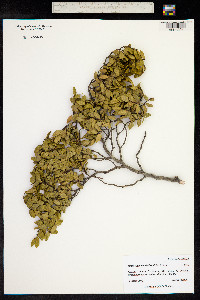 Nothofagus betuloides image