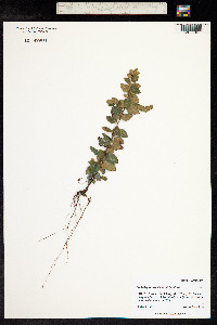 Nothofagus betuloides image