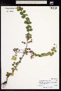 Nothofagus betuloides image