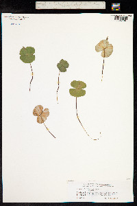 Fagus sylvatica image