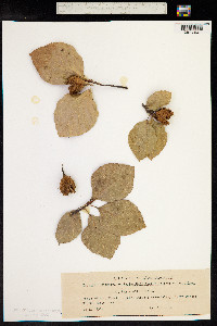 Fagus sylvatica image