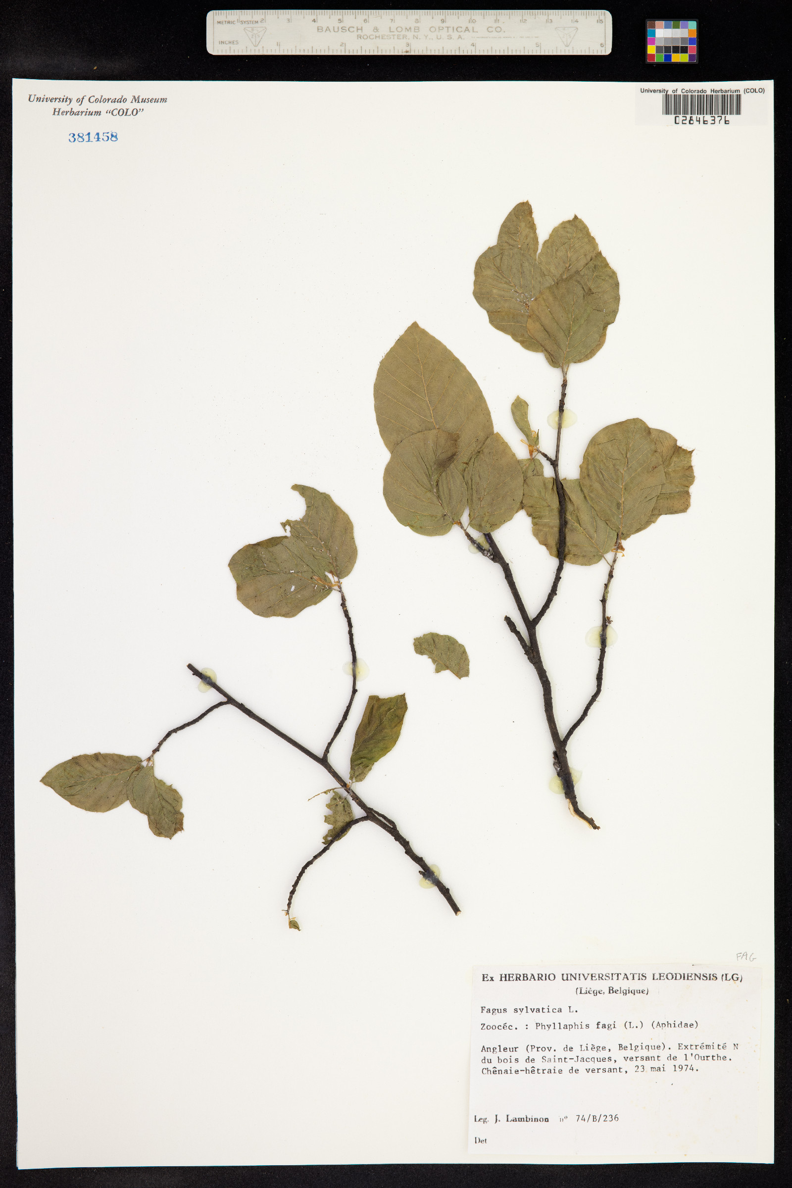 Fagus sylvatica image