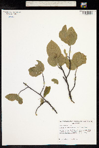 Fagus sylvatica image