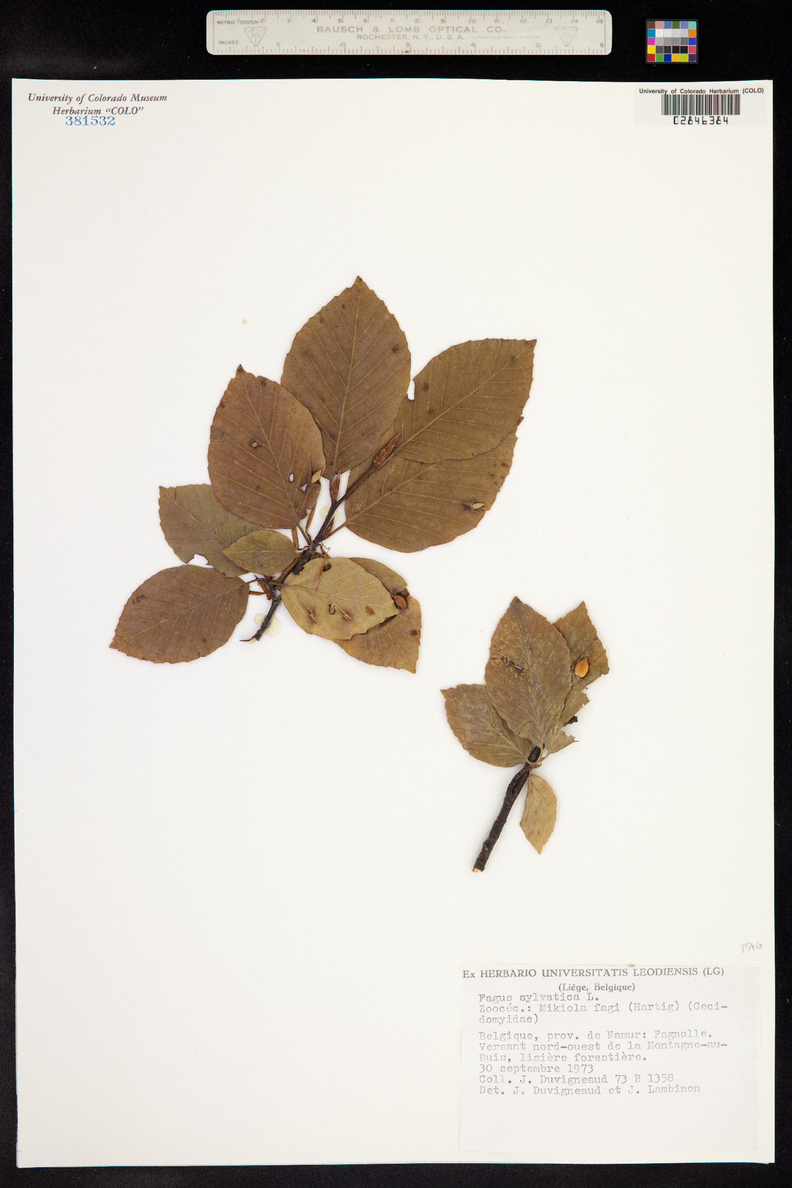 Fagus image