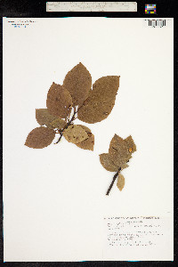 Fagus sylvatica image