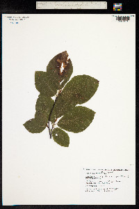 Fagus sylvatica image