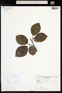 Fagus sylvatica image