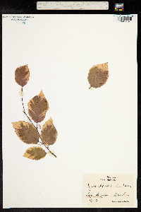 Fagus sylvatica image