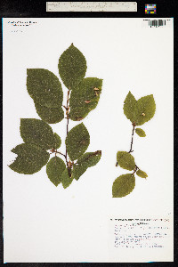 Fagus sylvatica image