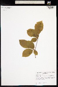 Fagus sylvatica image