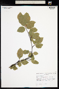 Fagus sylvatica image