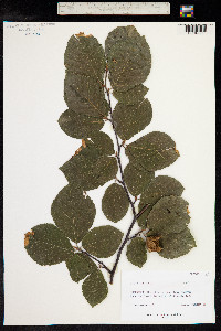 Fagus sylvatica image