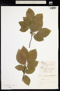 Fagus sylvatica image