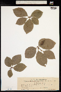 Fagus sylvatica image