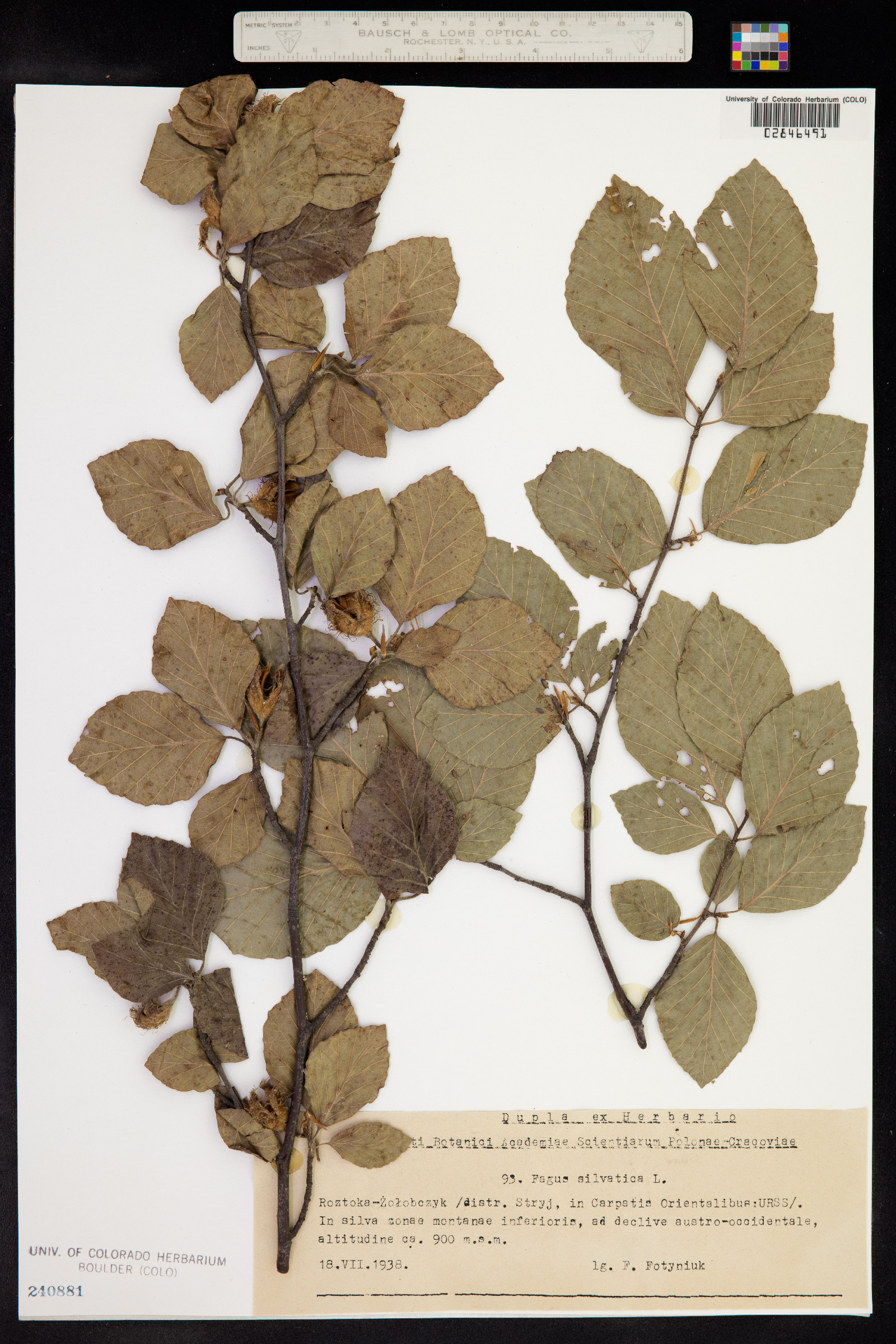 Fagus sylvatica image