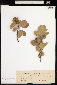 Fagus sylvatica image