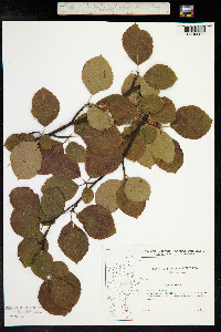 Fagus sylvatica image