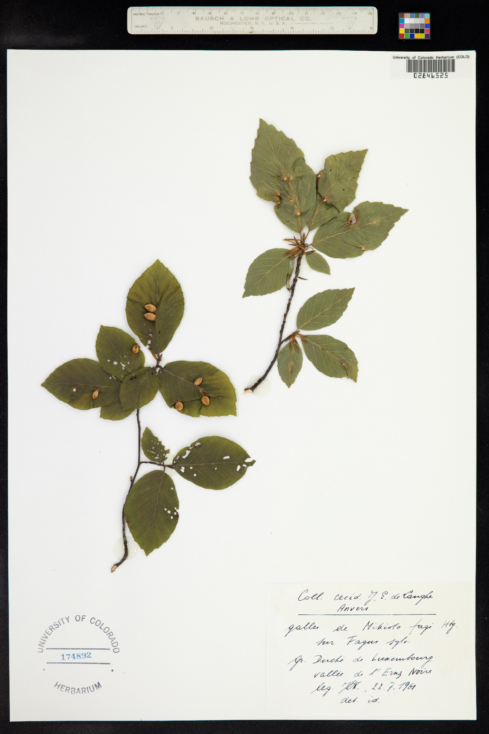 Fagus sylvatica image