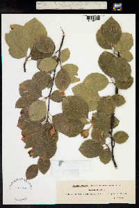 Fagus sylvatica image