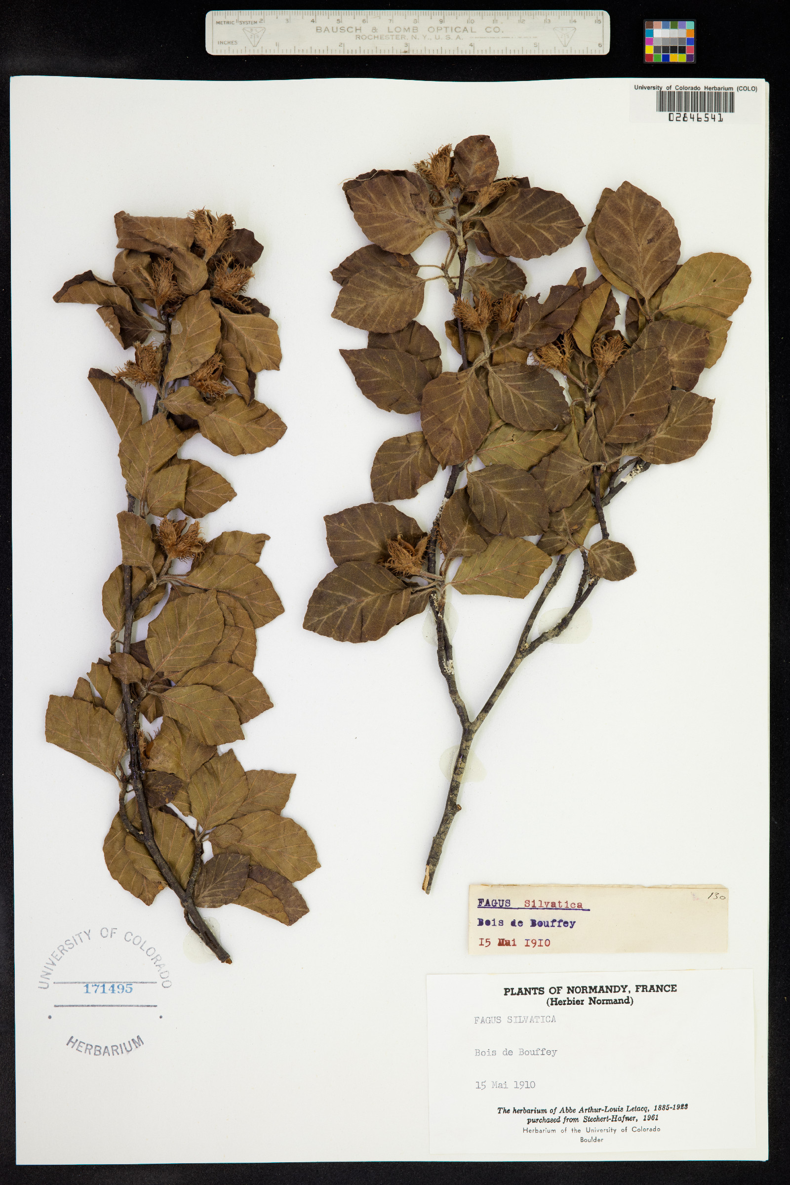 Fagus sylvatica image