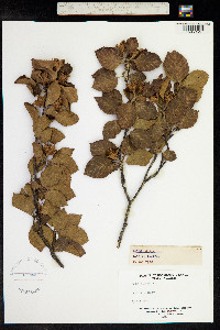 Fagus sylvatica image