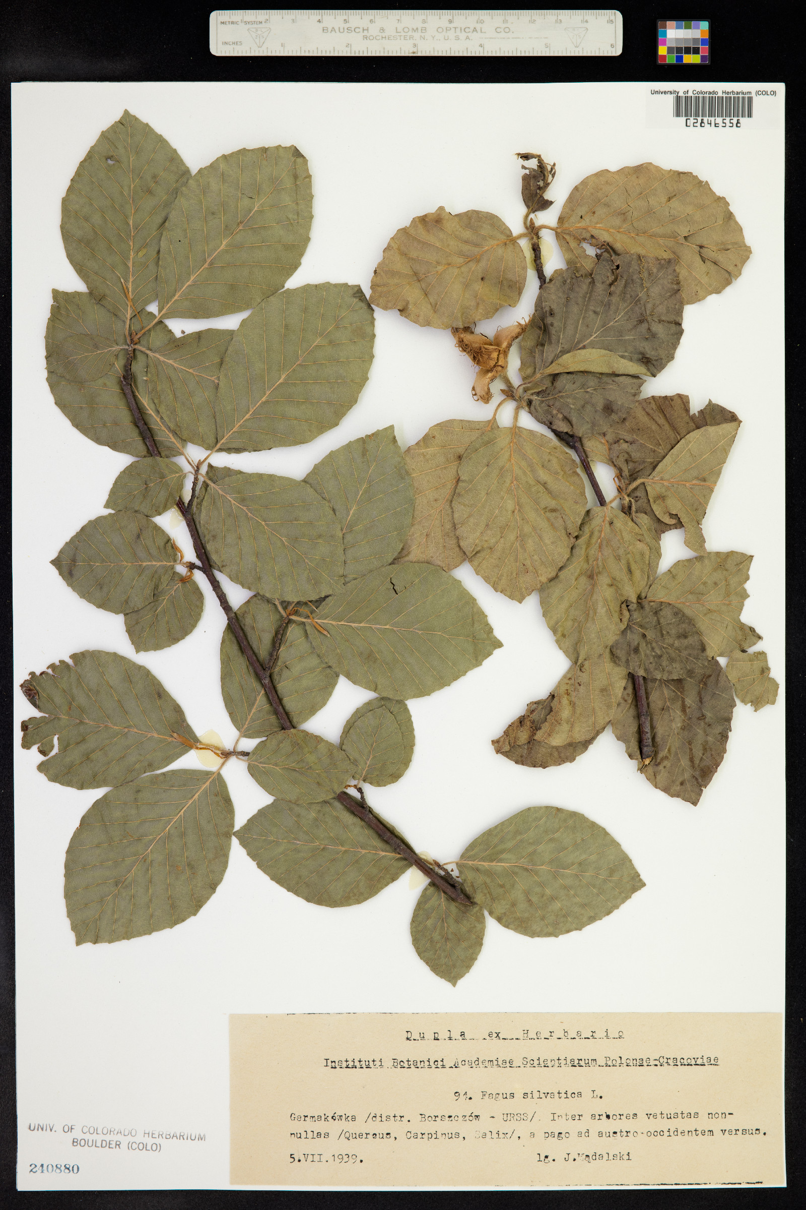 Fagus image