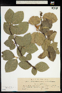 Fagus sylvatica image