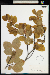 Fagus sylvatica image