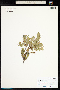 Nothofagus nitida image