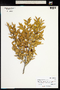 Nothofagus nitida image