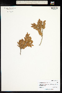 Nothofagus nitida image