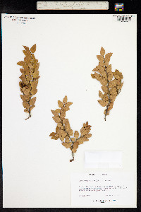 Nothofagus nitida image