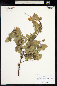 Nothofagus obliqua image