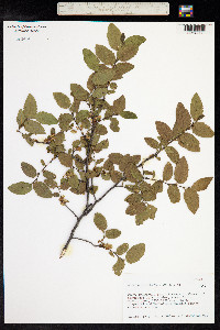 Nothofagus obliqua image