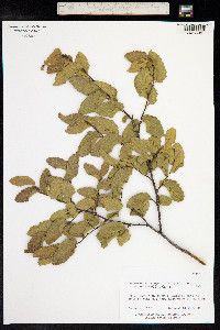 Nothofagus obliqua image