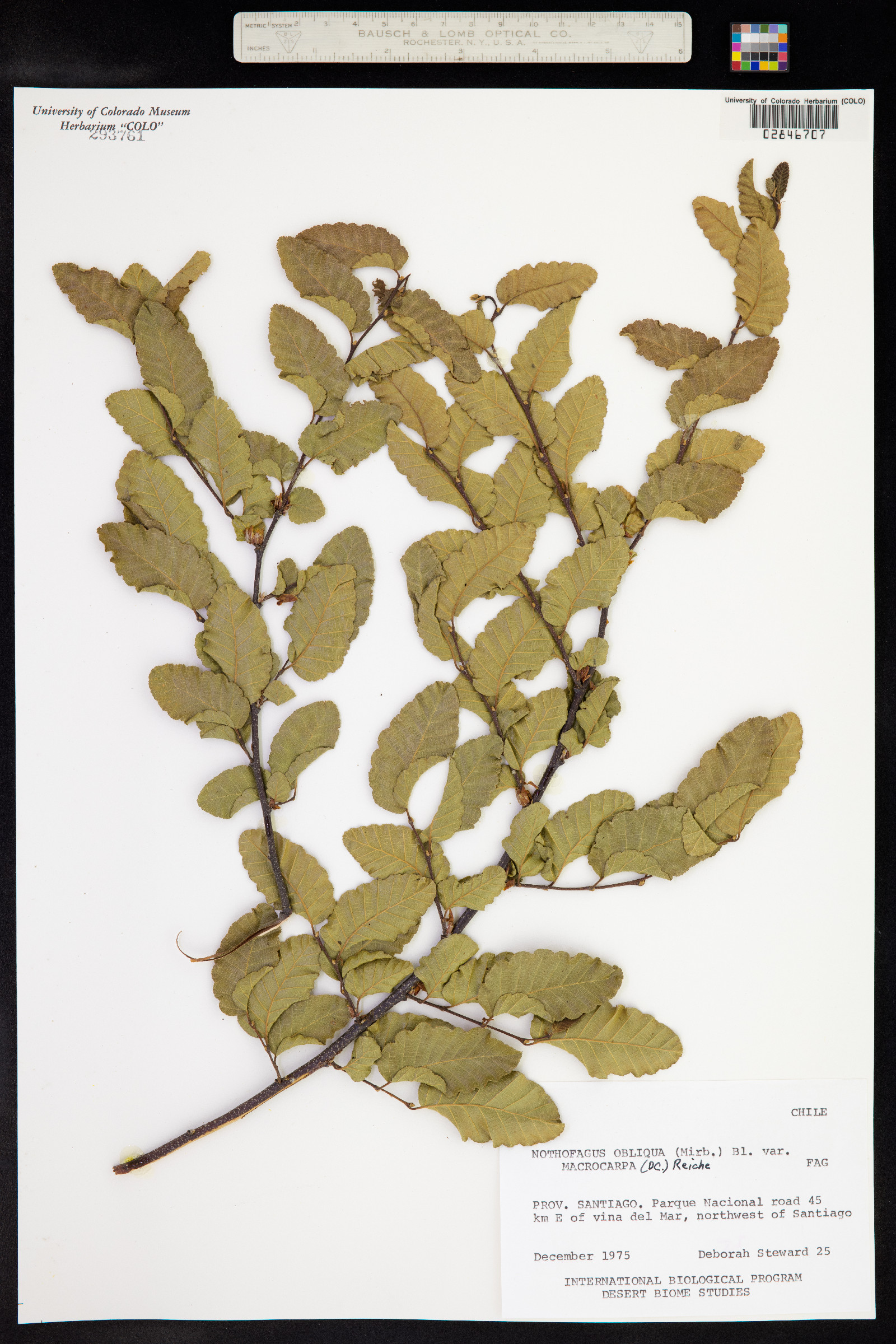 Nothofagus obliqua image