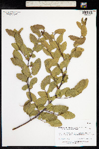 Nothofagus obliqua image