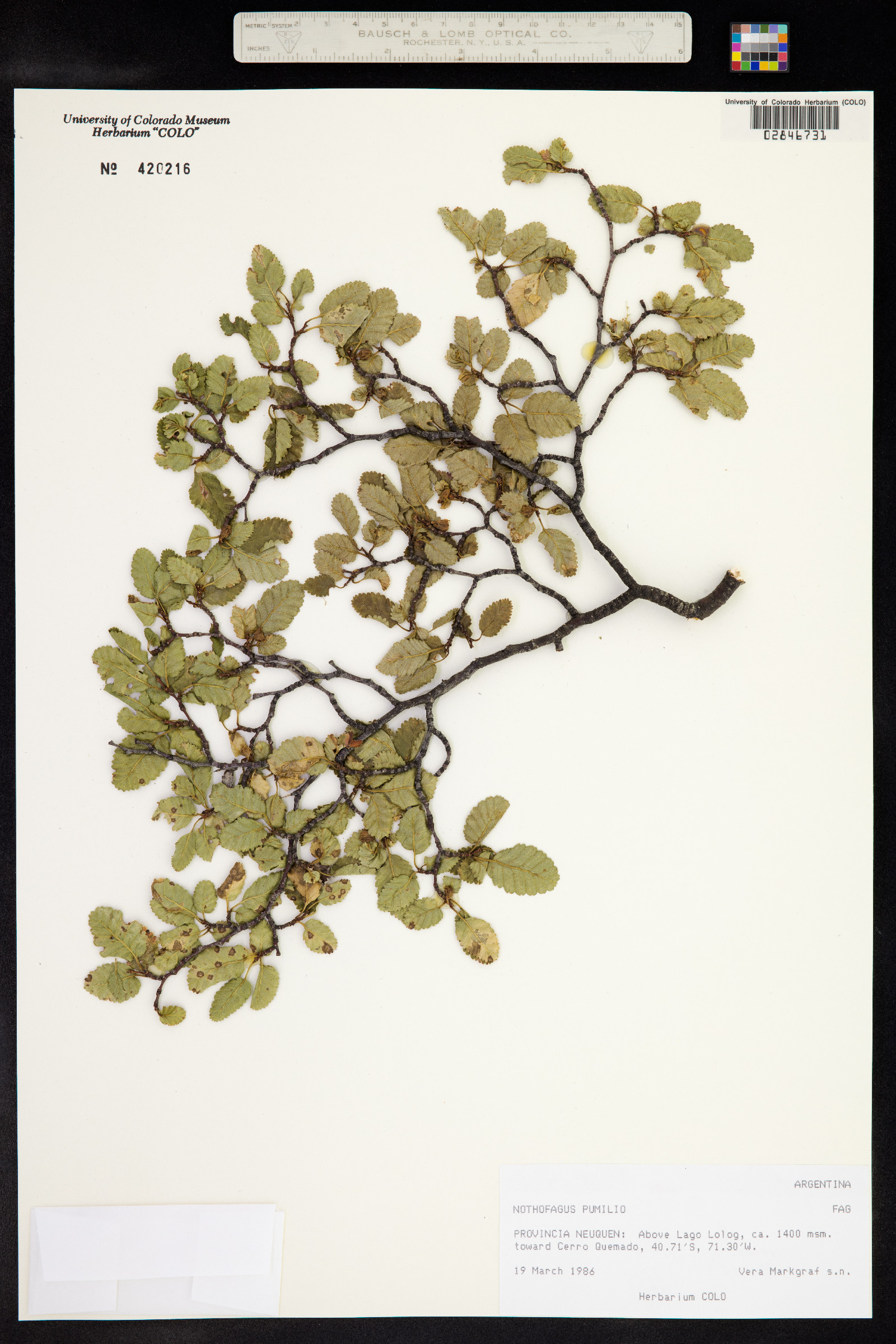 Nothofagus pumilio image