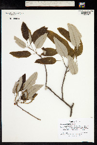 Quercus acutissima image